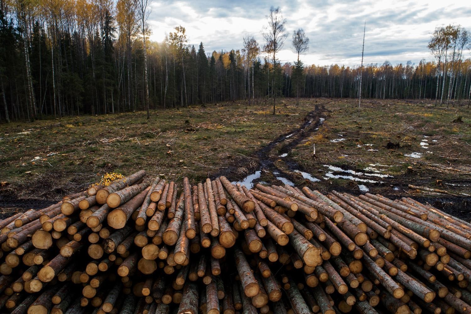 Figure 4. Logging in Estonia. Source: Estonian Fund for Nature (ELF).