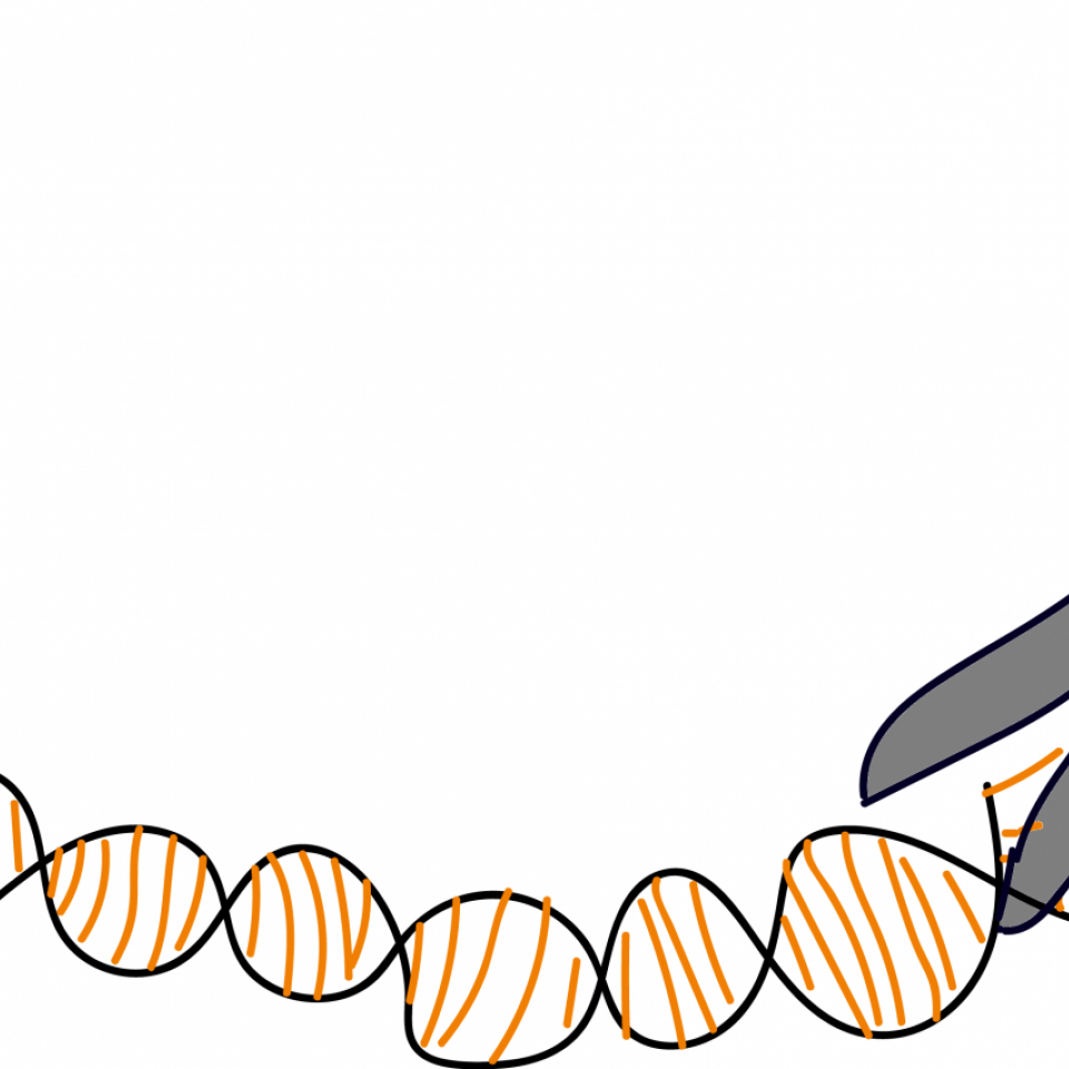 Den 20-tommers sikre CRISPR-saks
