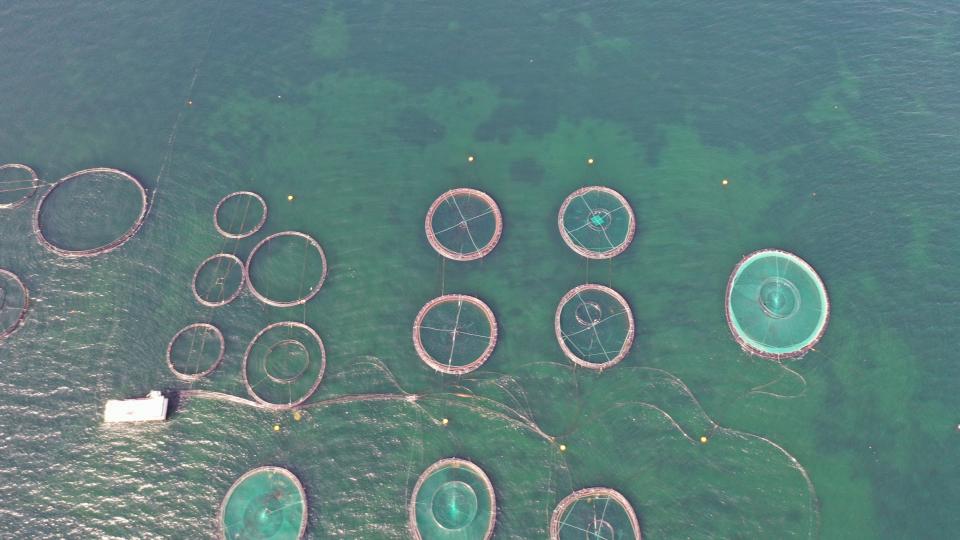 Her er dronefoto taget over Musholm havbrug. Det er kun halvdelen der er i drift, men der er gjort klar til anlæg af en udvidelse af havbruget. Foto: Jan Henningsen