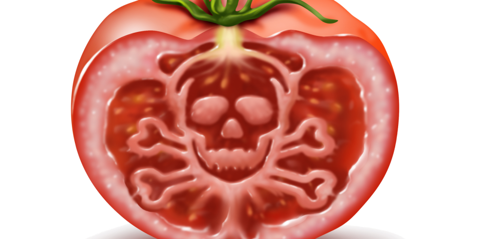 GMO-tomat