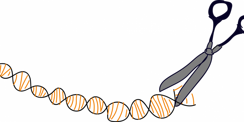 Den 20-tommers sikre CRISPR-saks